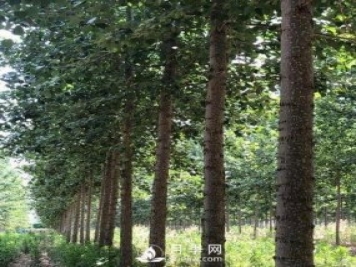 河南周口：培育出不飞絮的杨树新品种
