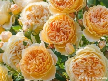 大花香水月季的养护方法，分享10种花香飘满屋