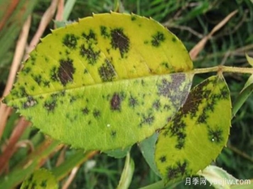 深秋天季节月季出现斑点的病害原因与防治