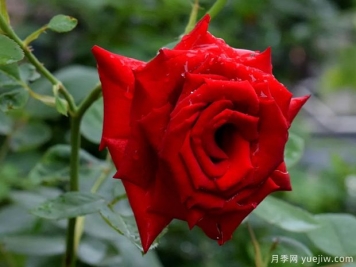 2023年情人节十大玫瑰品种销量榜，卡罗拉位居首位