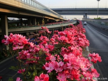 30万株新品种，杭州高架月季会带来什么样的惊喜？