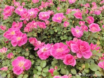 仙境盆栽月季杯苗粉色丰花，绿化工程批发