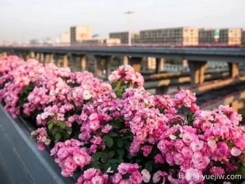 杭州高架月季实现定期开花，是如何进行花期调控的？