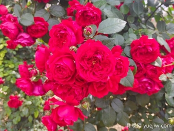6款红色系的藤本月季品种，适合打造网红花墙