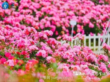 2024年第二届杭州市月季花展举办，赏500万株月季