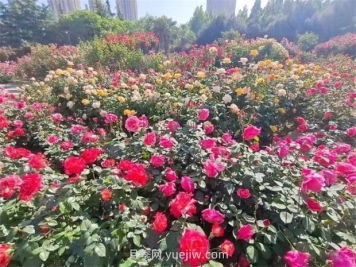 郑州月季公园40万株月季竞相绽放，感受花漾生活