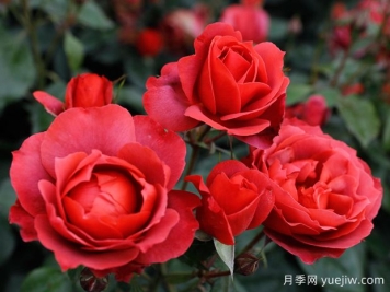 21朵玫瑰：不只是浪漫，还藏着这些深意