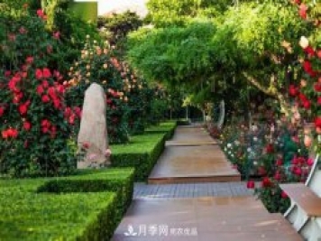 秦皇岛适合养月季花，市花和市树是什么